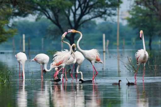 photo of Keoladeo National Park